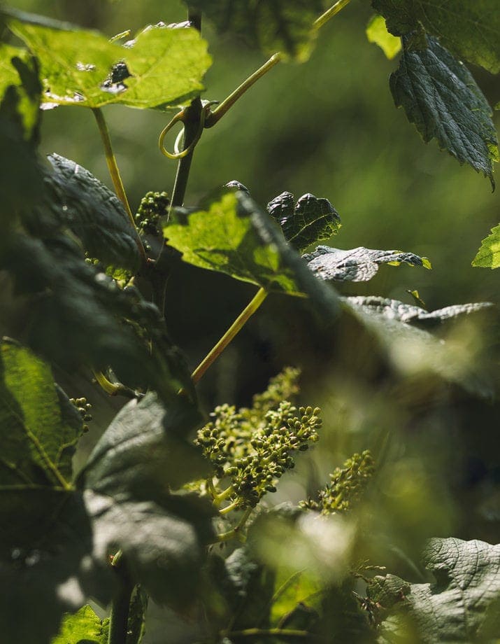 Weingut Daniel Jaunegg, Südsteiermark